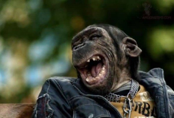 monkey.thumb.jpg.e9bc5bace353ade143af493d045409ed.jpg