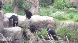 23333_latajacy-szop.gif